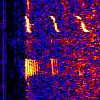 NE Pacific  blue  whale spectrogram