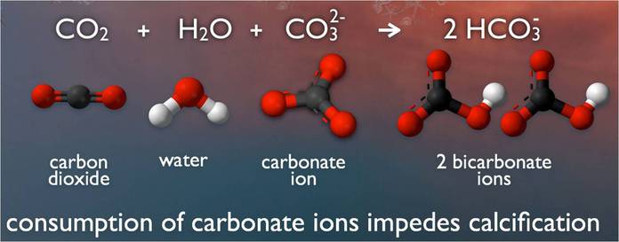 Seawater carbonate chemistry