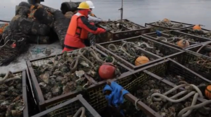 Oyster Harvest2