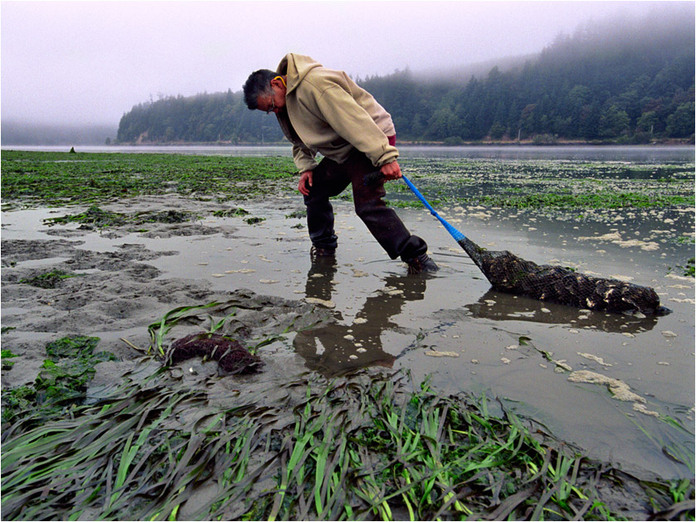 Freshly harvested oysters from Yaquina Bay, OR