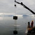 Acidifying Water Takes Toll On Northwest Shellfish