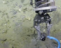 Methane seeps along the Cascadia margin