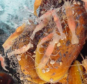 shrimp, mussels and limpets