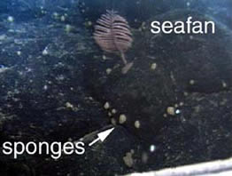 photo of seafan and sponges