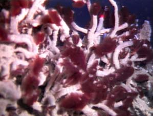 close-up view of tubeworms