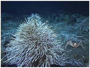 photograph of tubeworm clump