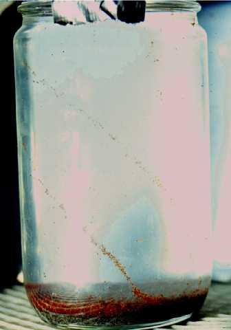 sulphide_copepod2.jpg