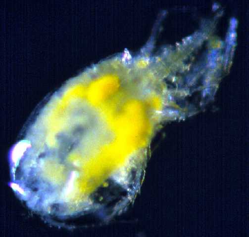 copepod2.jpg