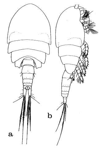 copepod_misophrioida.jpg