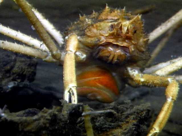 spider_crab.jpg