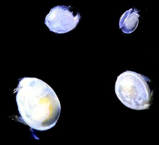 ostracod.jpg