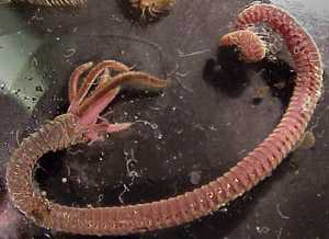 palmworms.jpg