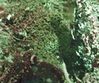 limpet suction site