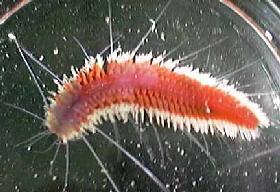 scaleworm