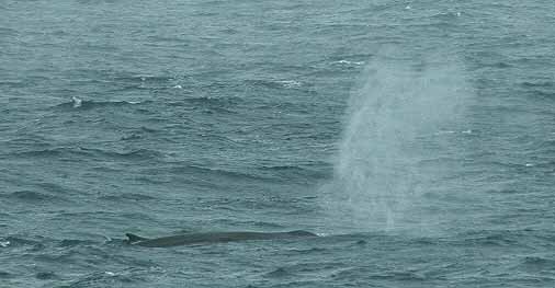 Fin whale