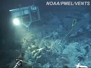 NeMO NeT image