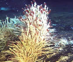 tubeworm colony