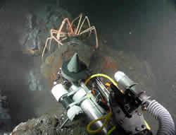 image of spider crab at Hulk