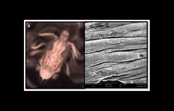 Scanning electron microscopic images of Dungeness crab larvae and magnified section showing damage to the structural shell