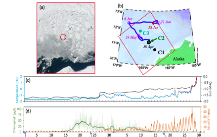 Map of the Chukchi Sea showing the track of a float as well as graphs of increasing temperature and chlorophyll concentration increasing from May to June with cloudy brown/green and clear images of under the ice. 