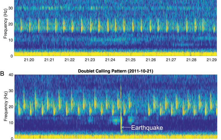 Spectrograms from Axial instrument illustrating the 2 primary song sequences observed.