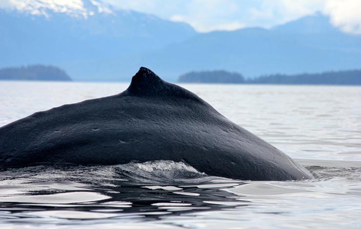 Humpback whale preparing for a foraging dive in Glacier Bay National Park and Preserve.