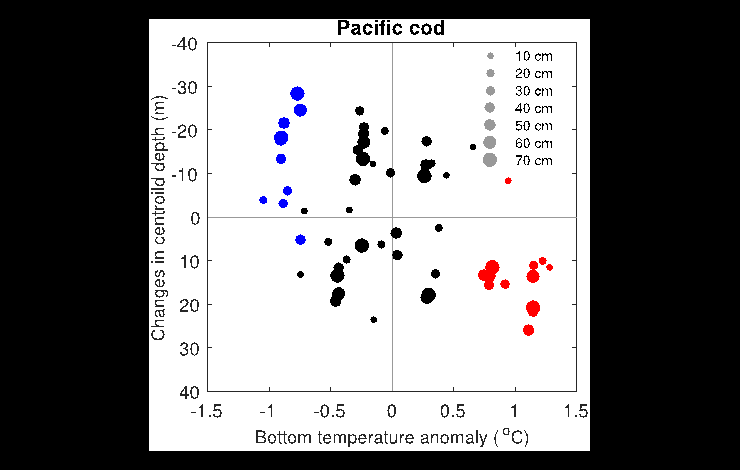 This diagram shows that Pacific cod were caught deeper in warm years (red dots), and shallower in cold years (blue dots), than in near-average years (black dots, average temperature ±1 standard deviation).  