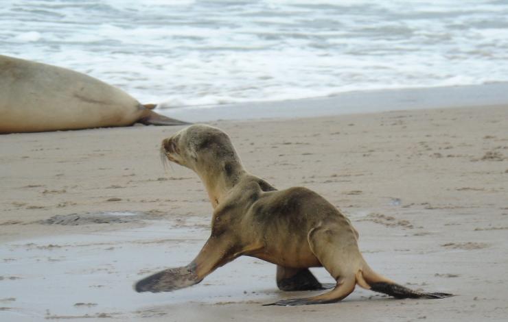 Sea lion pup walking on sandy beach shoreline