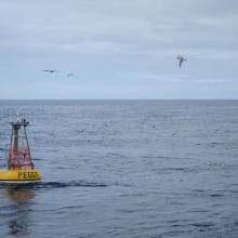 Yellow circular buoy with black words "Peggy" with a tower on top sitting in ocean with sea gulls flying above